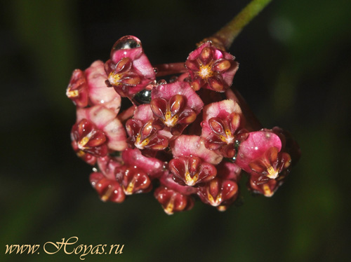 Hoya lucardenasiana
