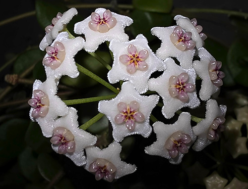 Hoya obcordata 