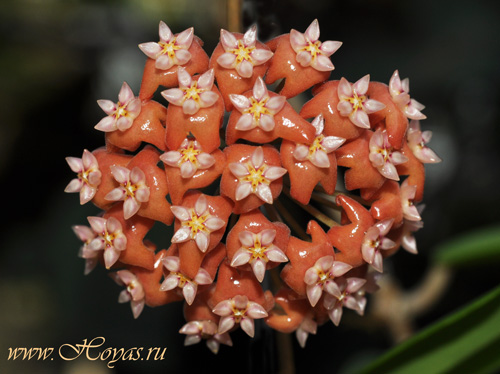 Hoya ilagiorum