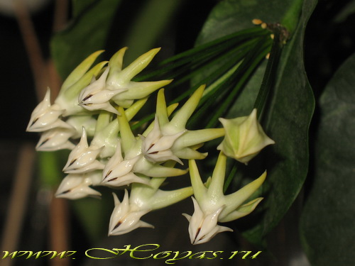 Hoya javanica