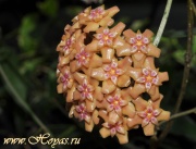 Hoya aff. benguetensis (Palawan, Philippines) GPS-0978