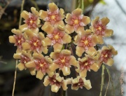 Hoya balaensis