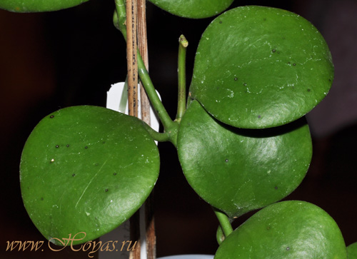 Hoya kastbergii