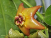 Eriostemma affine (syn. Hoya affinis)