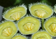 Hoya sp. Sumatra