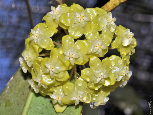 Hoya forbesii