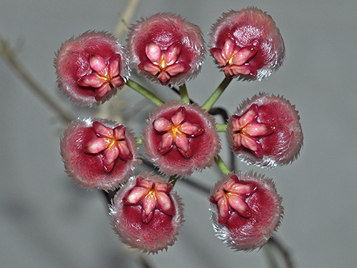Hoya sulawesiana