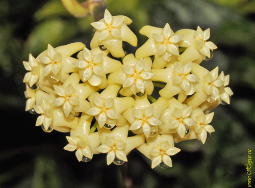 Hoya marginata 
