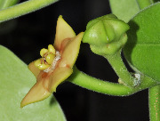 Eriostemma sp. UT-026