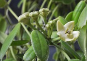 Eriostemma coronaria