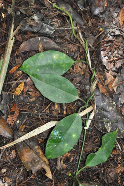 Hoya gildingii