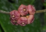 Hoya heuschkeliana 