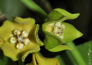 Eriostemma obtusifolioides