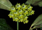 Hoya amicabilis