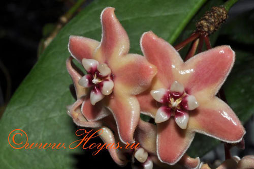 Hoya subcalva 