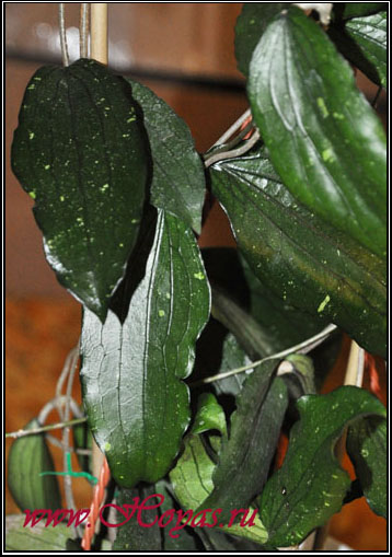 Hoya erythrina