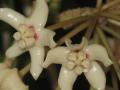 Hoya australis ssp. tenuipes