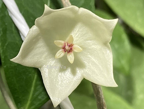Hoya apoda