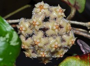 Hoya erythrina purple VN