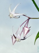 Hoya acuminata