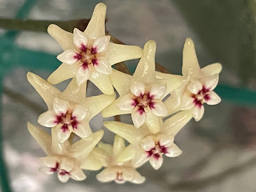 Hoya lamthanhiae