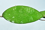 Hoya honglenae