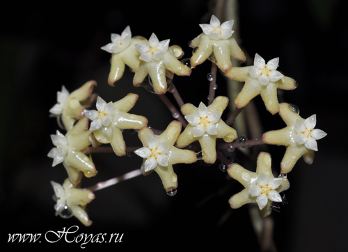 Hoya surigaoensis 