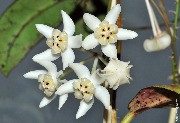 Hoya buntokensis