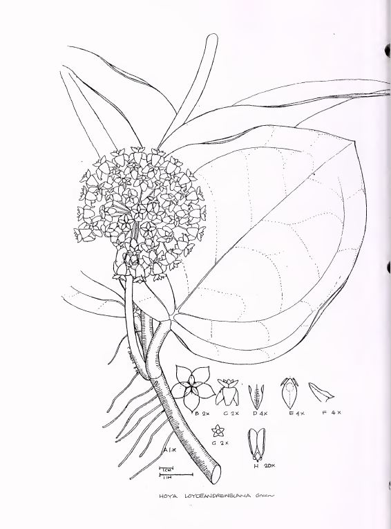 Hoya loyceandrewsiana 