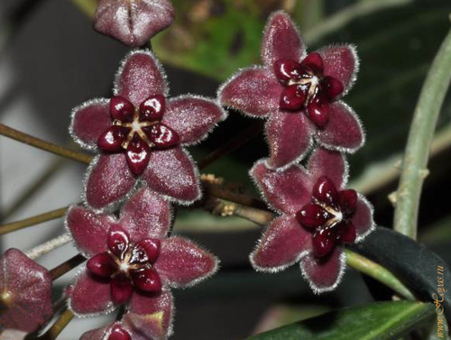 Hoya lamingtoniae