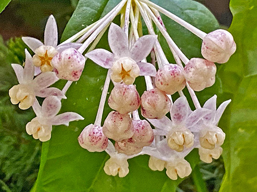  Hoya medinillifolia 