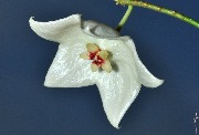 Hoya apoda