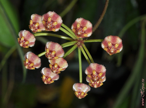 Hoya inconspicua