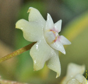 Hoya bhutanica