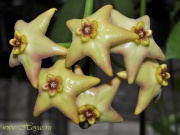 Eriostemma cv. Monette