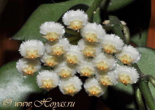 Hoya krohniana 