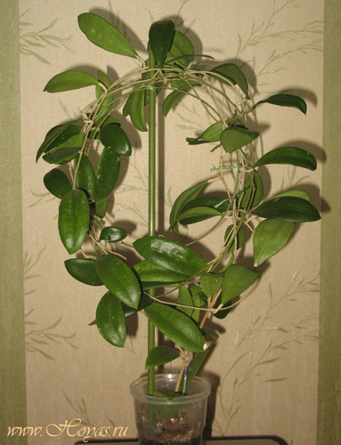Hoya bhutanica