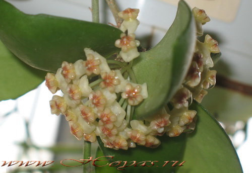 Hoya myrmecopa