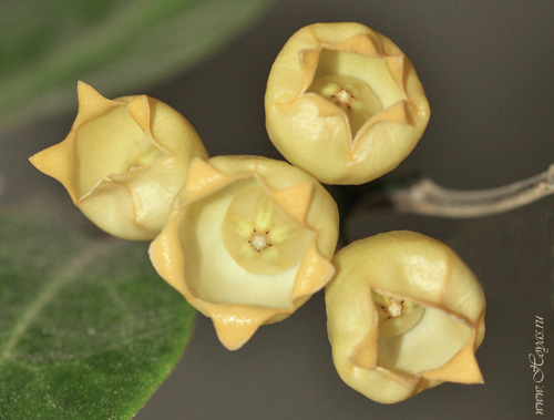 Hoya inflata