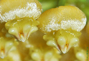 Hoya benitotanii