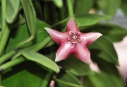 Eriostemma coronaria