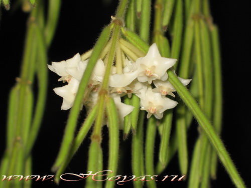 Hoya linearis