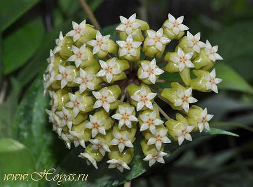 Hoya estrellaensis