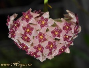 Hoya aldrichii