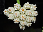 Hoya pachyclada Apodagis