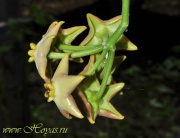 Eriostemma cv. Monette
