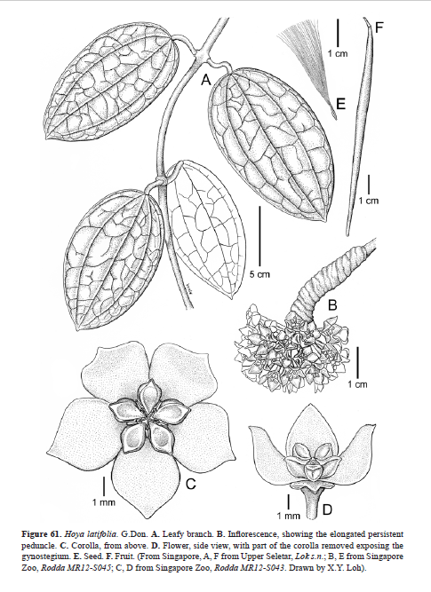 Hoya latifolia