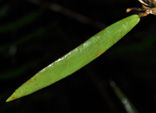 Hoya sigillatis ssp. paitanensis 