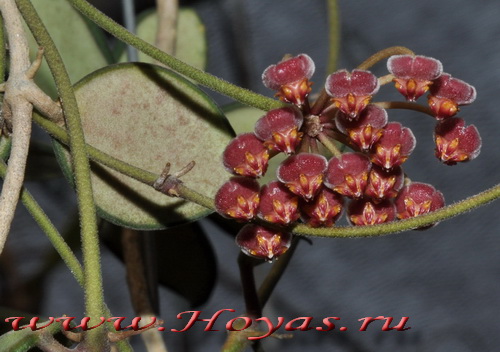 Hoya sp. DS-70