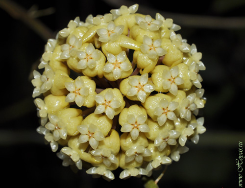 Hoya deykeae 